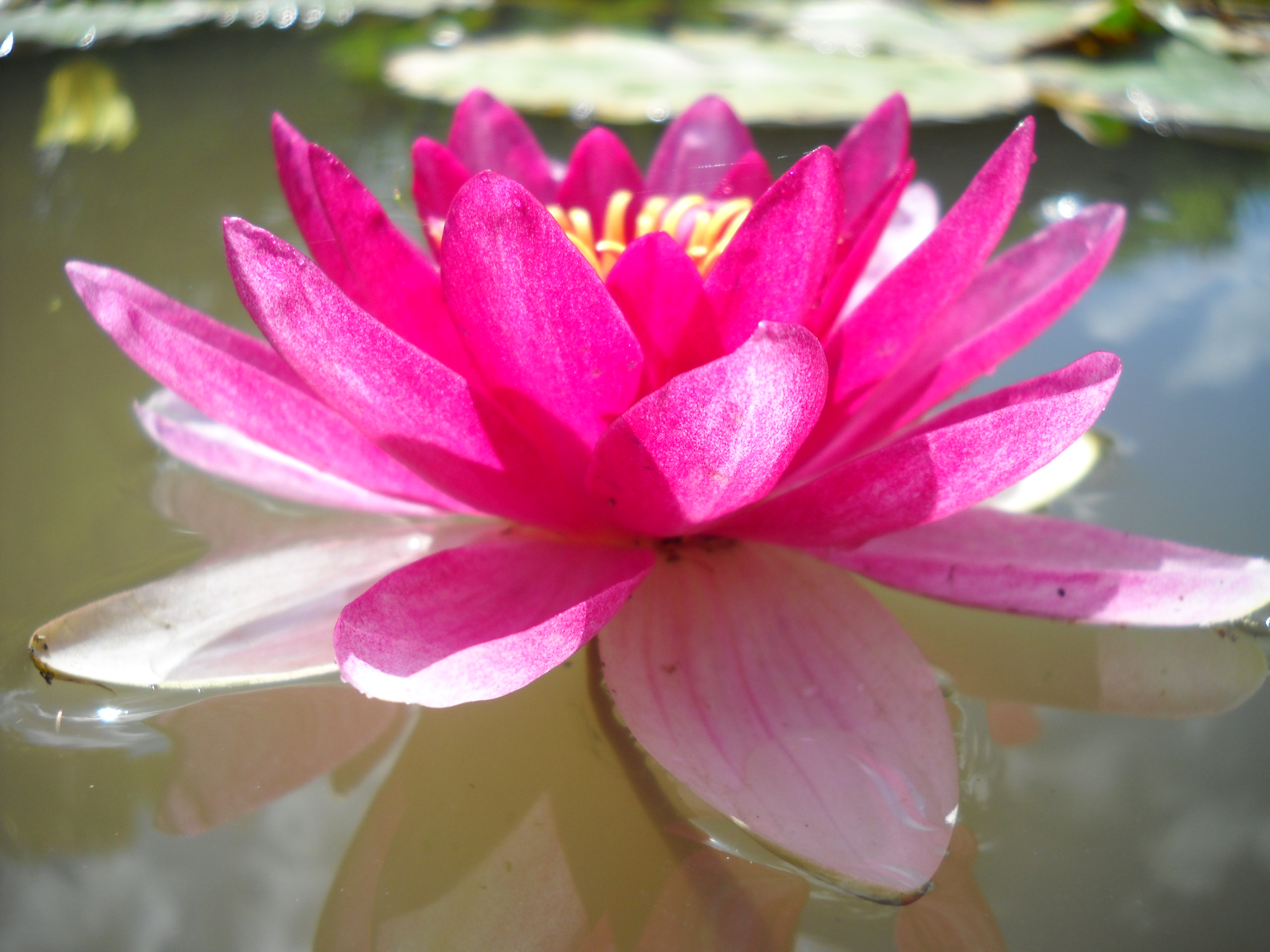 Nenufar Perenne Rojo